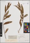 Foto von Salix fragilis L.